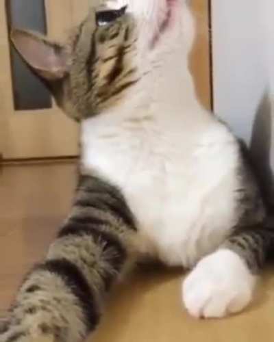 When the catnip hits