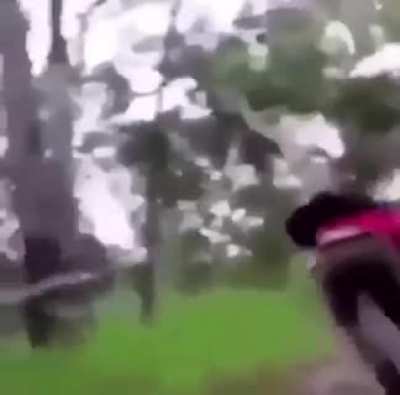 Esses Troncos tem vida própria monkaW