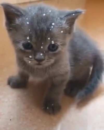 Poor poor pussy
