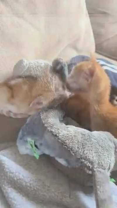 Felt bad my solo foster didn’t have a friend, so I gave them one of my stuffed cats and…