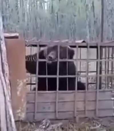 BEAR with rabies.