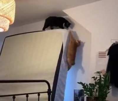 Live action Lion King