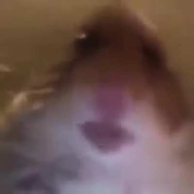 Lol