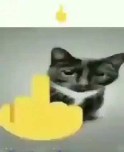 happy or angry cat