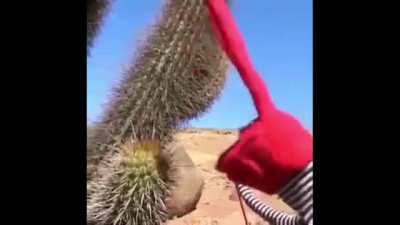 Cactoos
