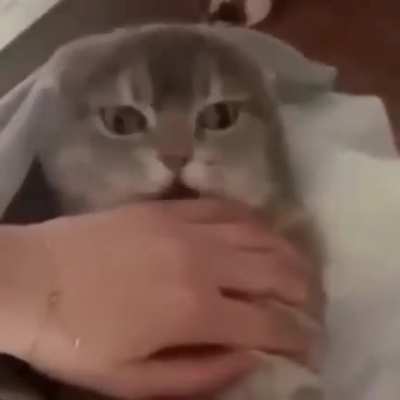 Um Nom Nom Nom