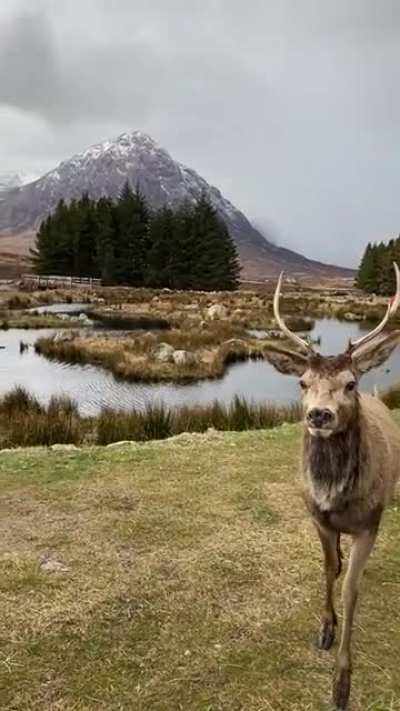 Just a deer and a perfect landscape