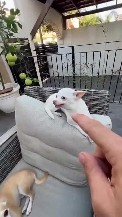 Kuchi kuchi