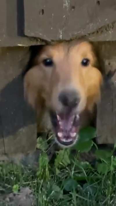 Blaaarg!