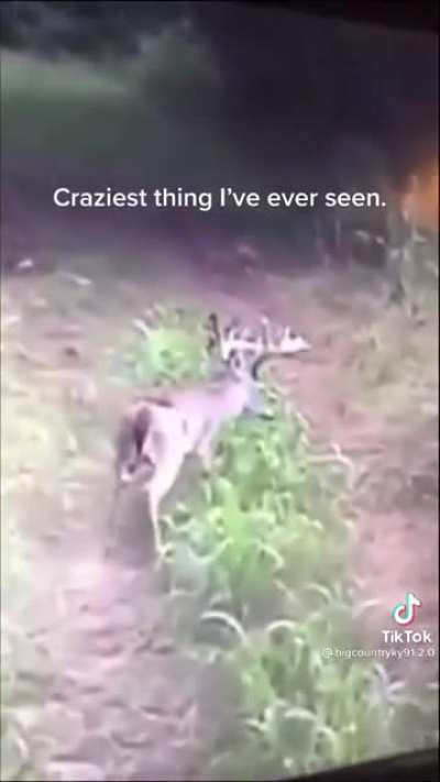 The skinwalker when I filled the corpse I fed it with meth