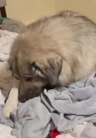 Helping to make the bed.