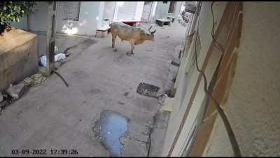 bull: 1, guy : 0
