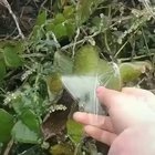 🔥 Peeling the ice off a frozen leaf 🔥