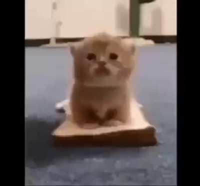 cat