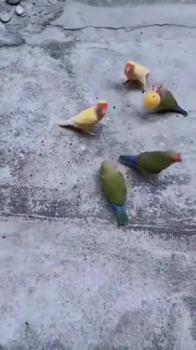 Birdketball