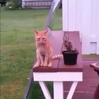 Is he human?