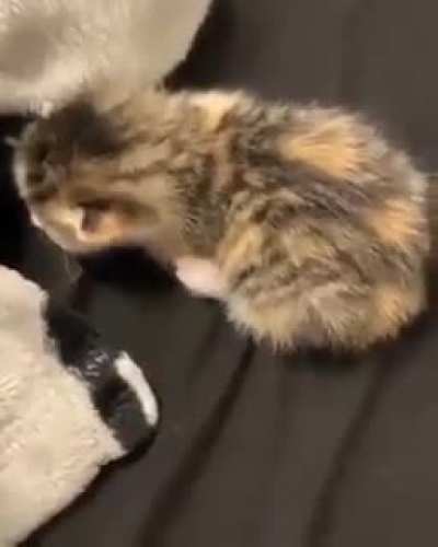 Kitty tipping