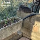 Touch that cat