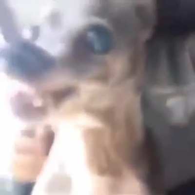 Filma eu alek