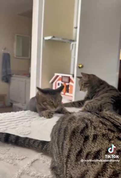 There’s just so much to unpack in such a short video. Cats are cute though.
