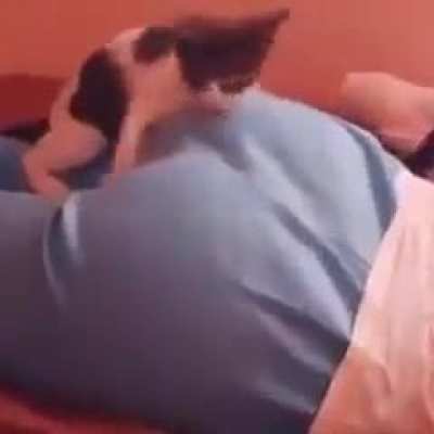 Cat knows