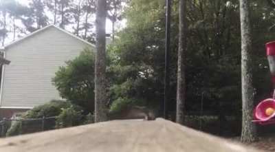 🔥 Hummingbirds have a very graceful method for scratching their butts 🔥