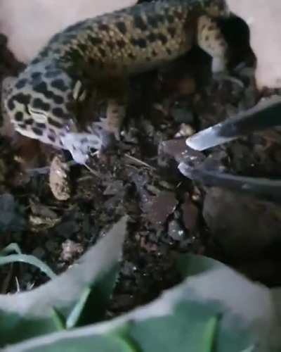 Flash having a very happy monch