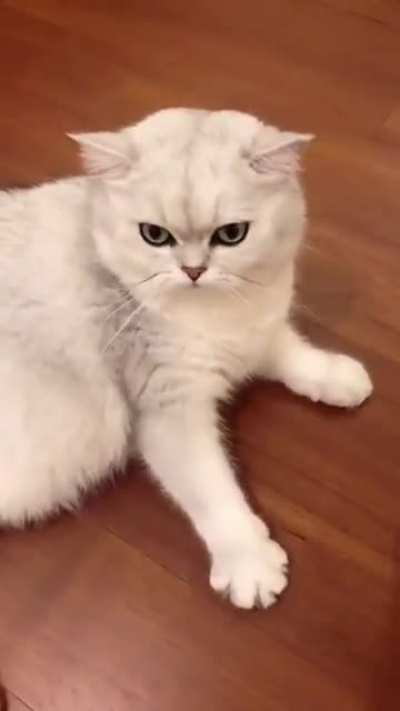 NO! Only under chin scratches!