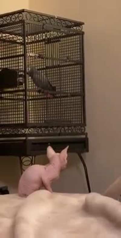 cat