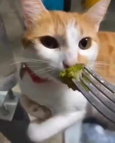 Wise Kitty