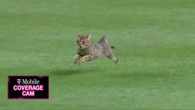 猫猫无人可挡