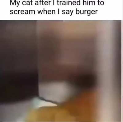 Boorger cat