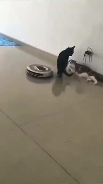 Cat smartness on camera..