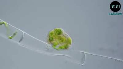 Vampyrella lateritia — одноклеточный организм, часто именуемый 