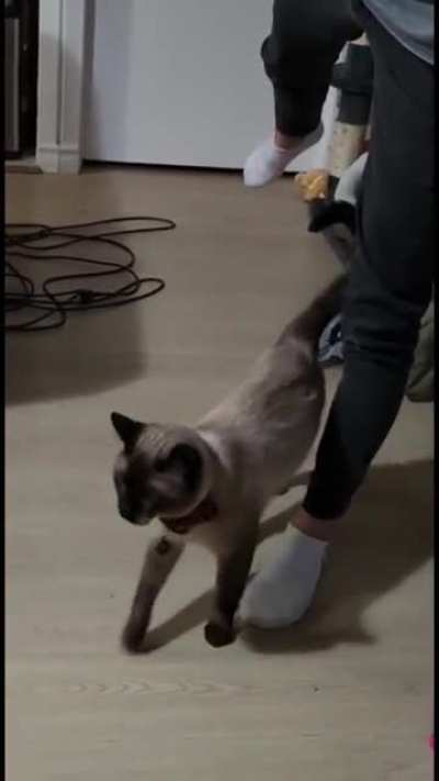 Cat see, Cat do.
