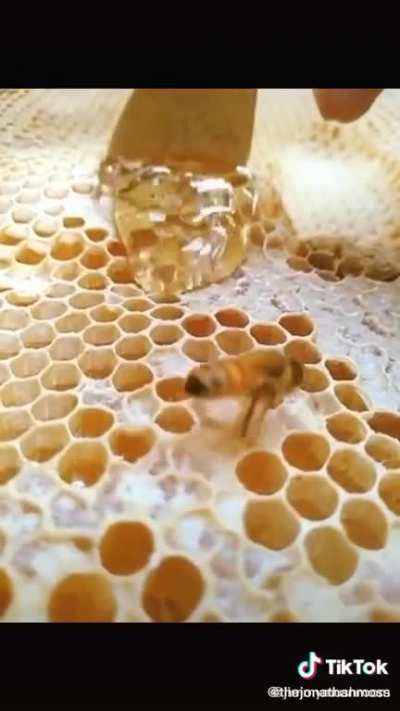 Bee keeping 101