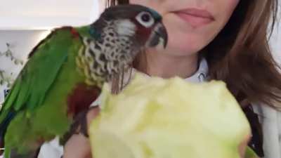 Trying to eat an apple in my house is pure chaos
