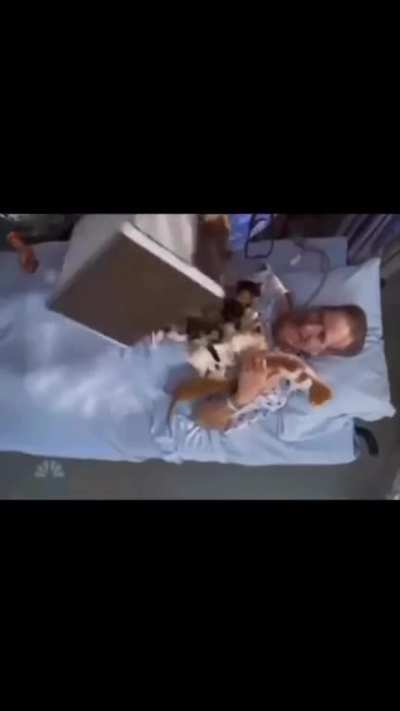 Kittens