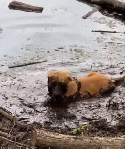 Thats a dirty doggo