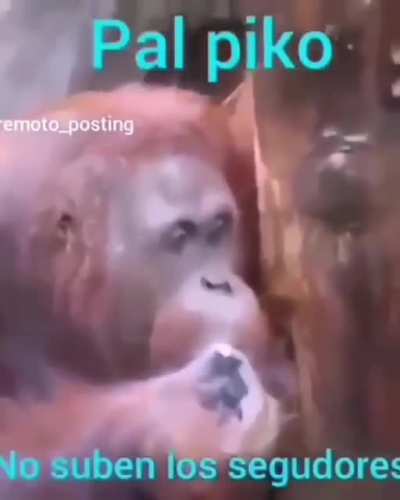 Xd