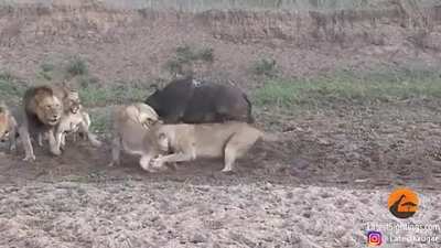 This pack of lions of lions start fighting over a share of a water buffalo, while the buffalo just gets up and walks off...