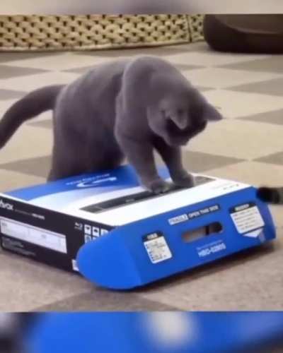 Cat 'boxing'.