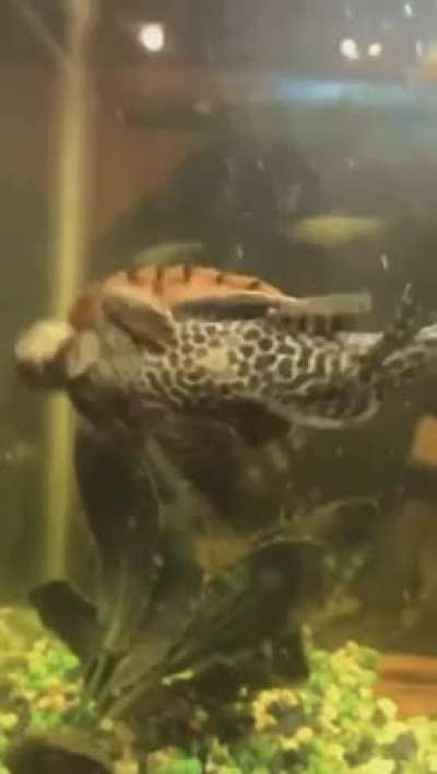 dam fish and turtle players really angry at each other.