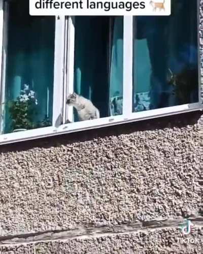 Kitty Mexicano