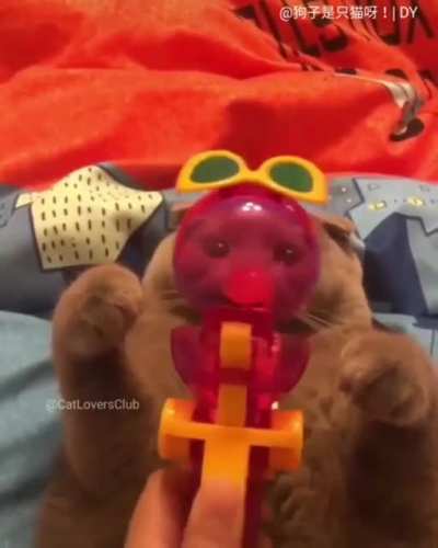 Too much catnip