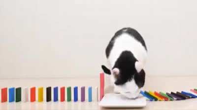 Domino cats