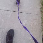 Taking the duck for a walk