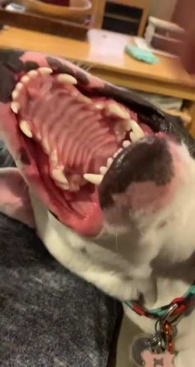 My poor dog falls off of the couch