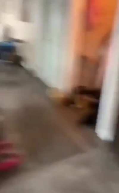 Tokyo Cat (With sound)