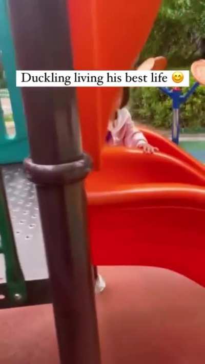 Duckling just living his best life 